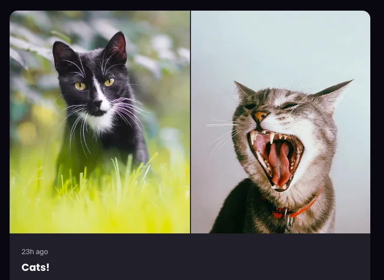 Screenshot of members experience showing multiple vertical photos in the same post