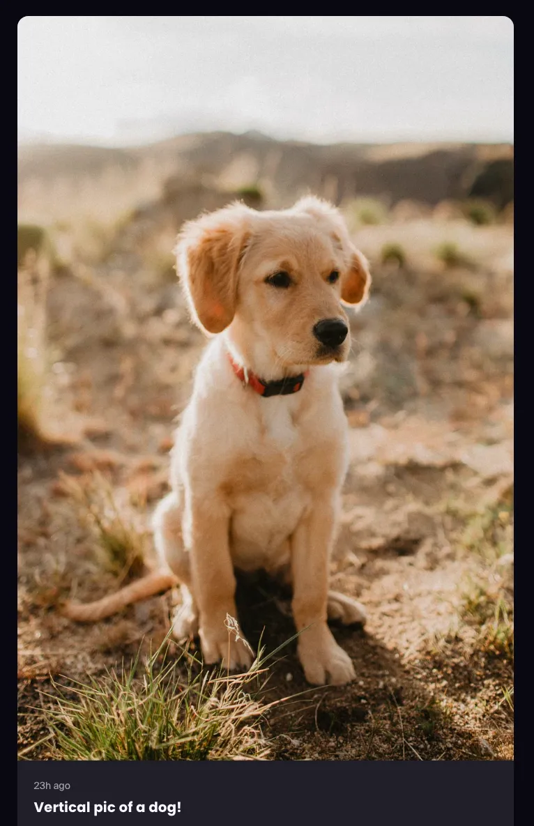 Screenshot showing a single vertical photo post in the memberships experience