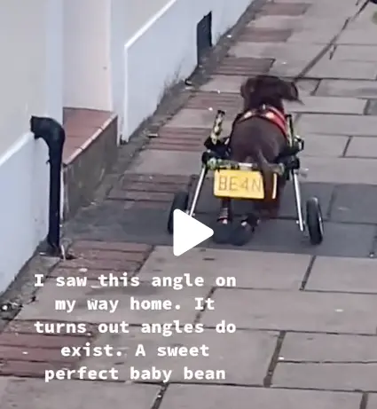 A photo of a dog with a type in the description, calling the dog an "angle" instead of an "angel"